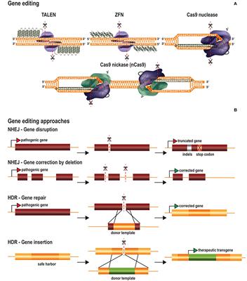 Genome Editing for CNS Disorders